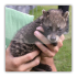 Kopi Luwak