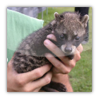 Kopi Luwak
